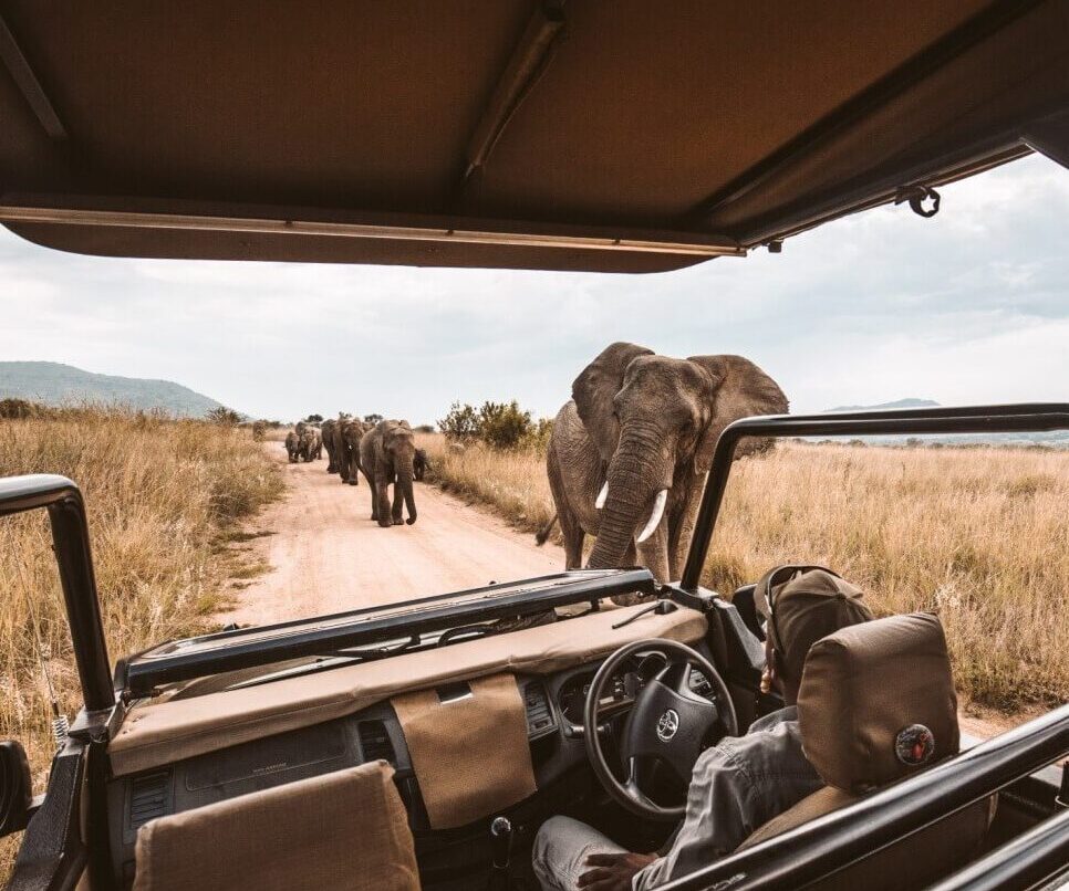 African Safari