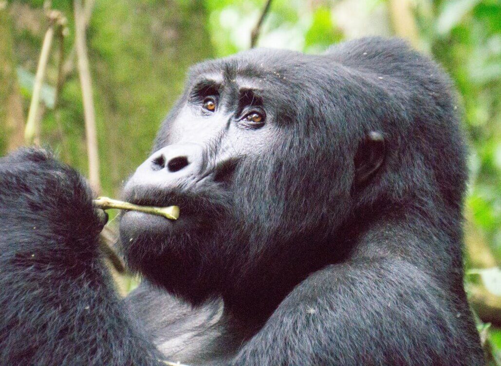 Bwindi Impenetrable National Park