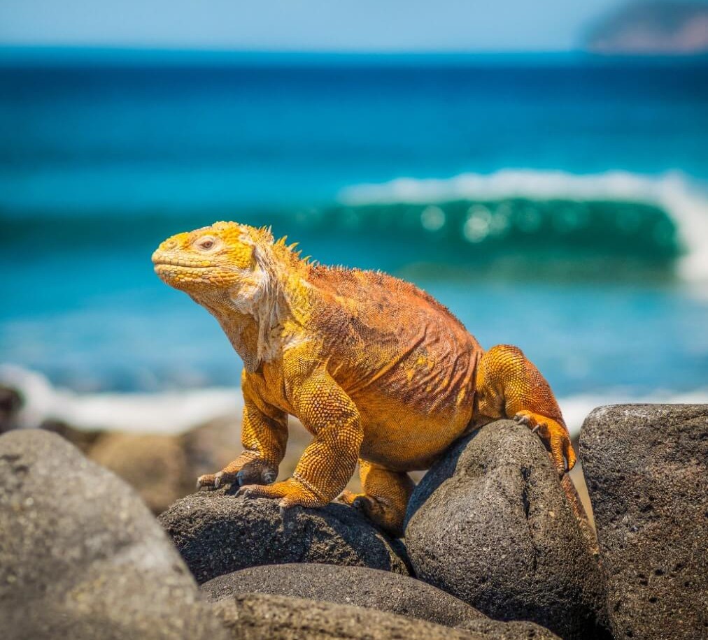 Galapagos National Park