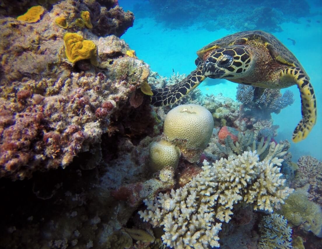 Great Barrier Reef Dive