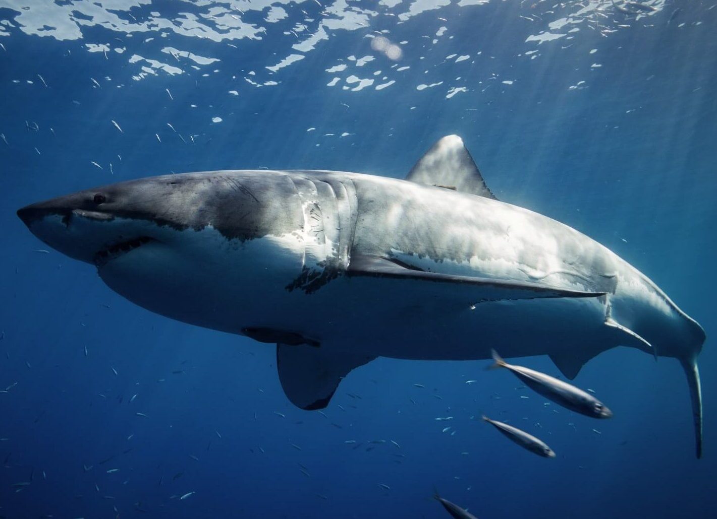 Shark Cage Diving