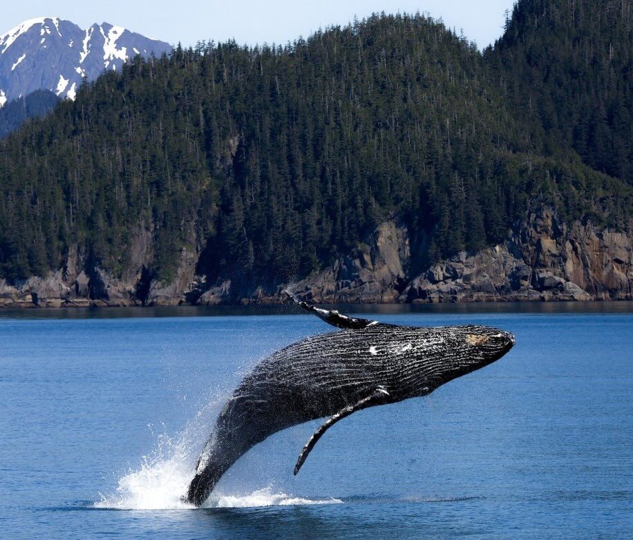 Whale Watching