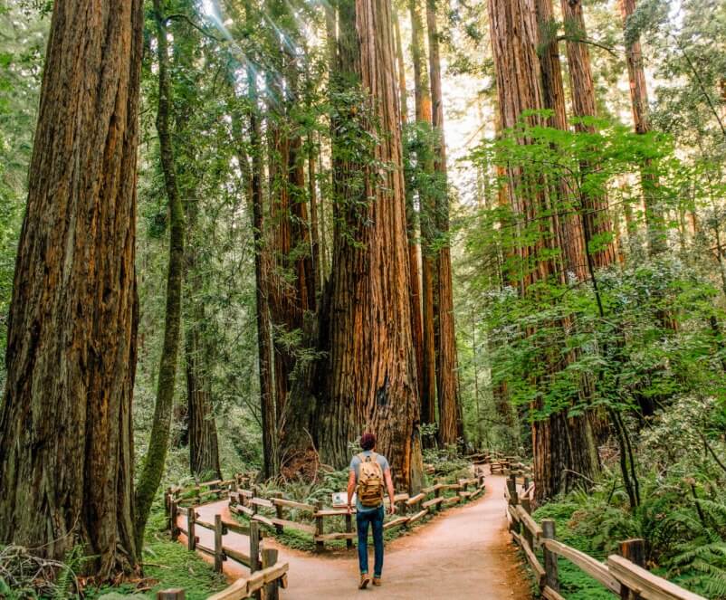 Muir Woods